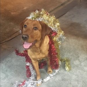 Meet your Posher, Carrie